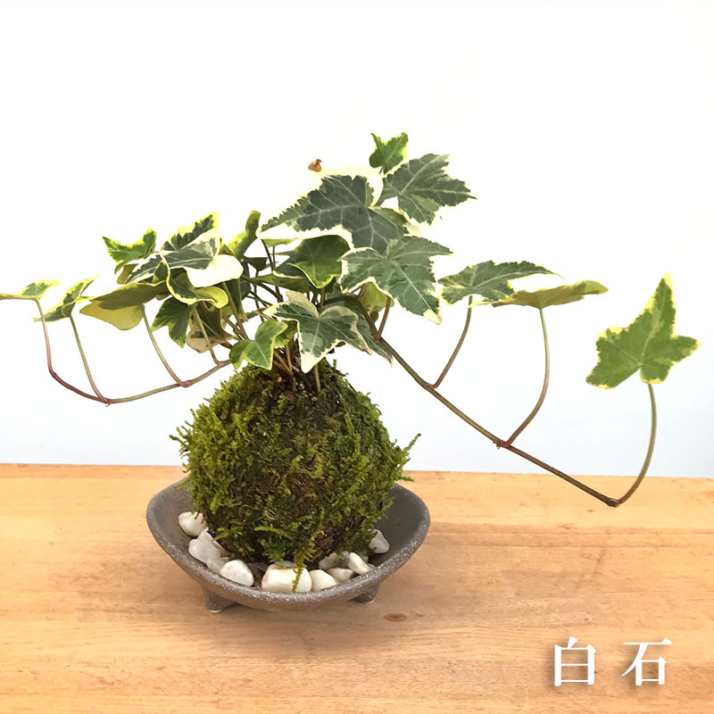 アイビーの苔玉