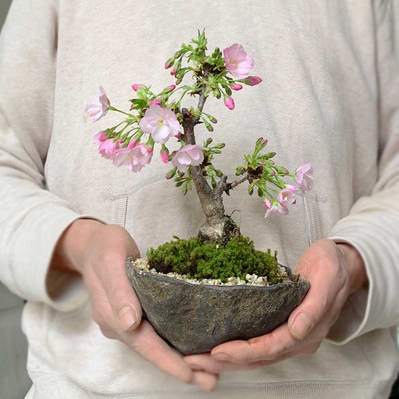 輝く高品質な 桜の盆栽 旭山桜 あさひやまさくら 盆栽 くらま鉢 桜 さくら その他