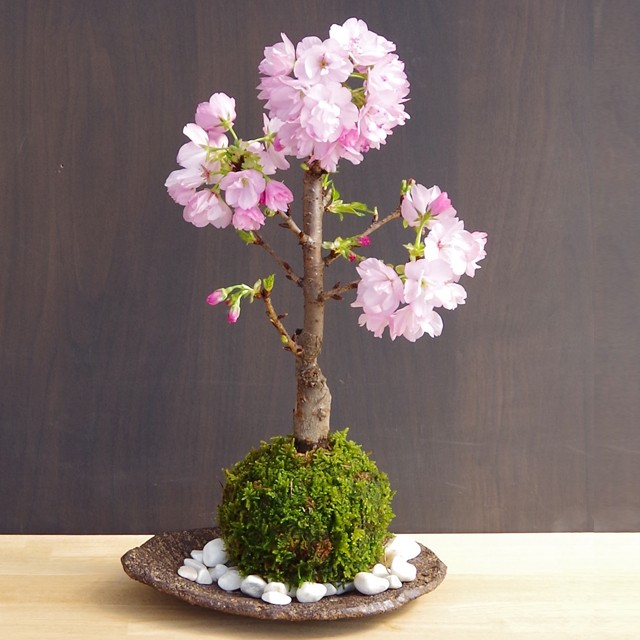 苔玉 盆栽 桜 旭山桜 の苔玉 くらま器セット さくら サクラ お花見