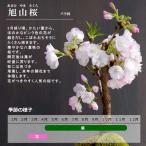 2024年開花終了 苔玉 盆栽 送料無料 桜 ...の詳細画像4