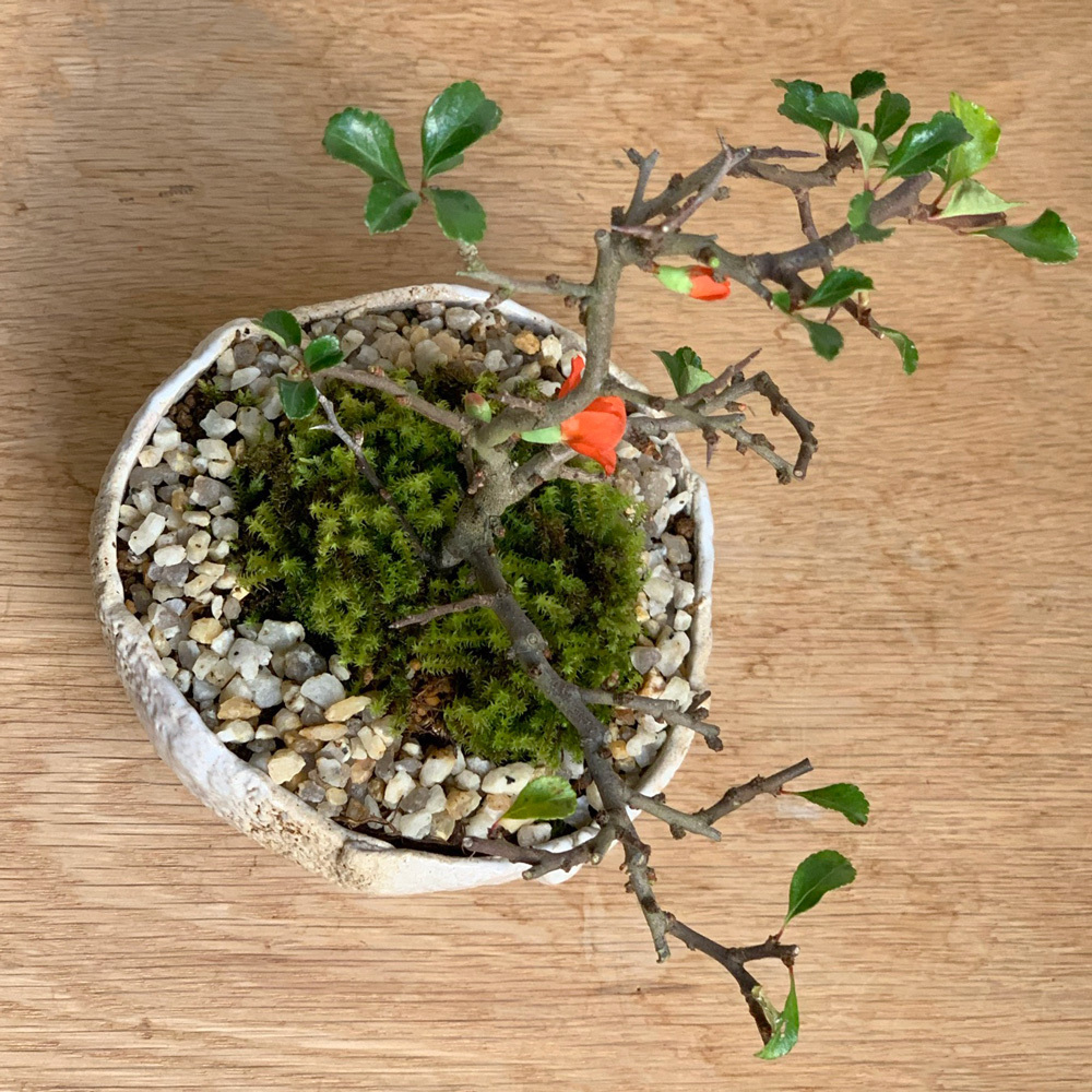 長寿梅の苔玉