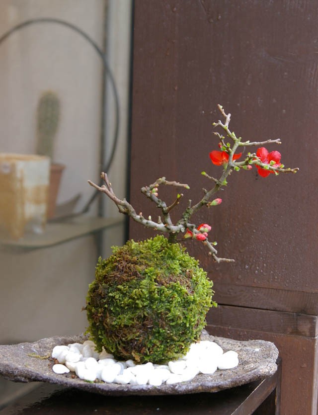 苔玉 盆栽 四季咲き 紅長寿梅 ベニチョウジュバイ 苔玉 くらま岩器