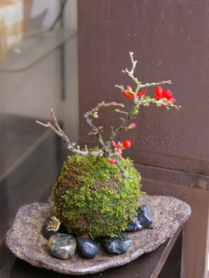 苔玉 盆栽 四季咲き 紅長寿梅 ベニチョウジュバイ 苔玉 くらま岩器