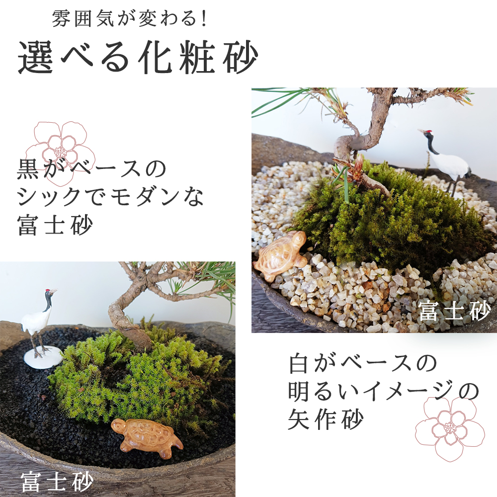縁起物 黒松盆栽 くらま鉢 鶴亀セット くろまつ クロマツ