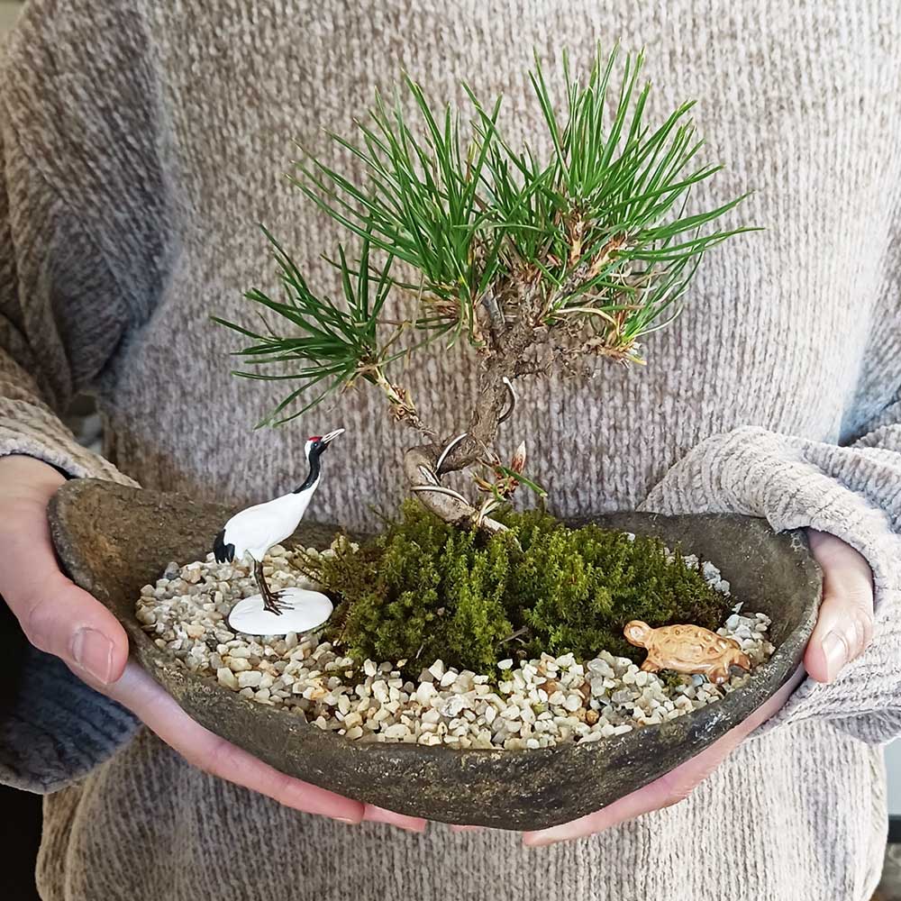 縁起物 黒松盆栽 くらま鉢 鶴亀セット くろまつ クロマツ