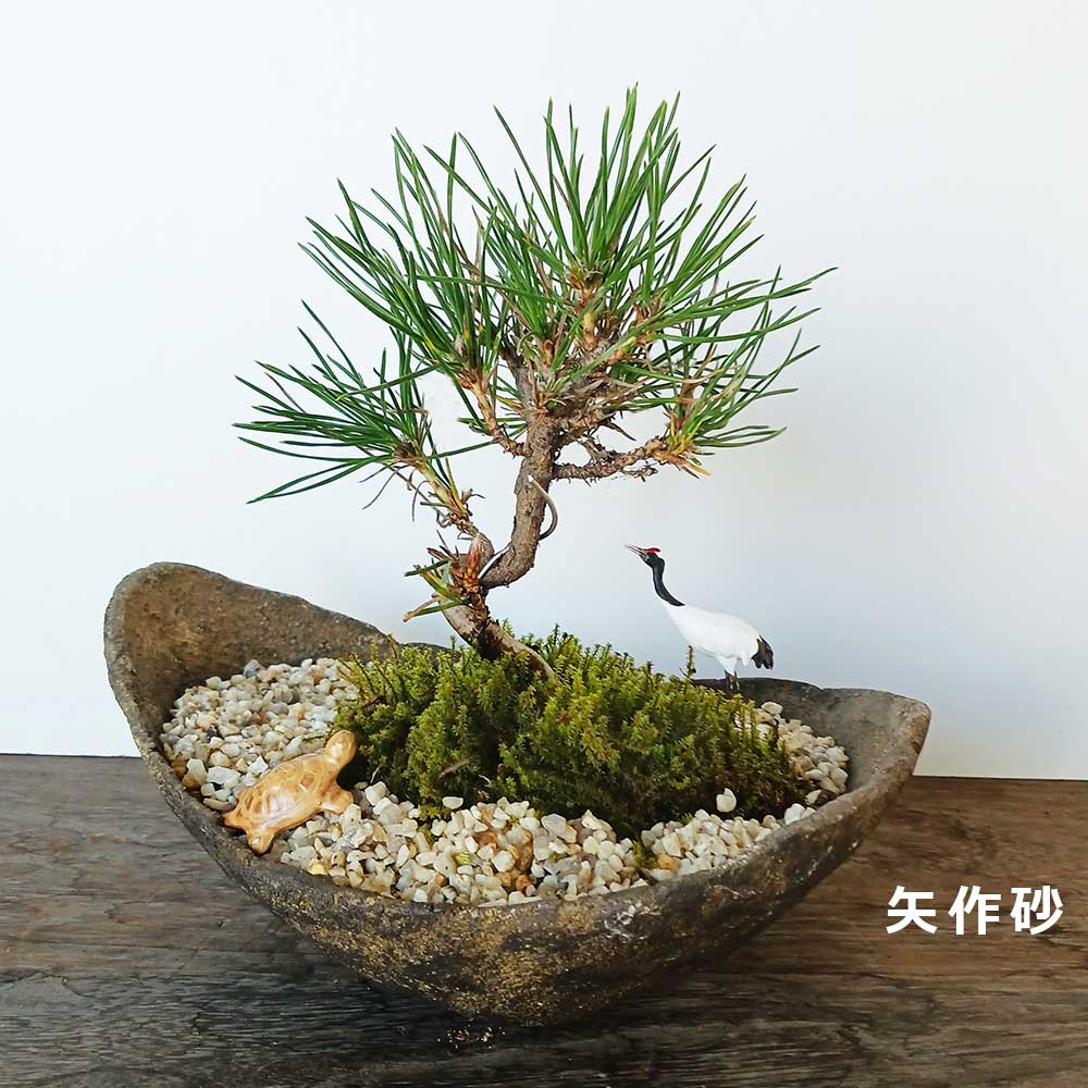 縁起物 黒松盆栽 くらま鉢 鶴亀セット くろまつ クロマツ