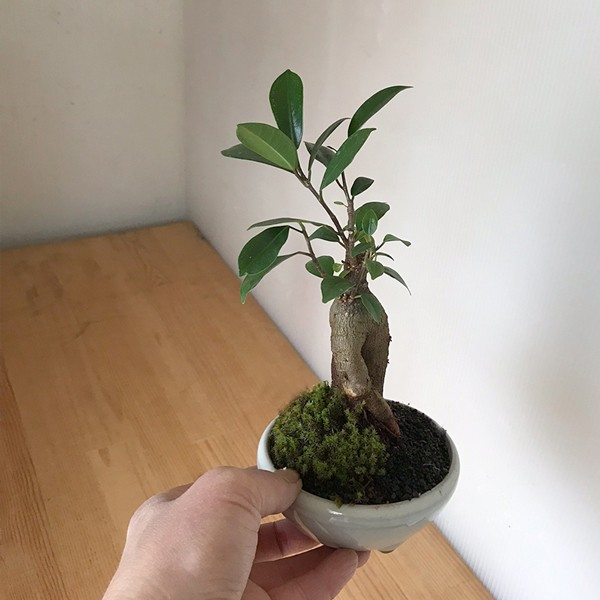 長寿梅