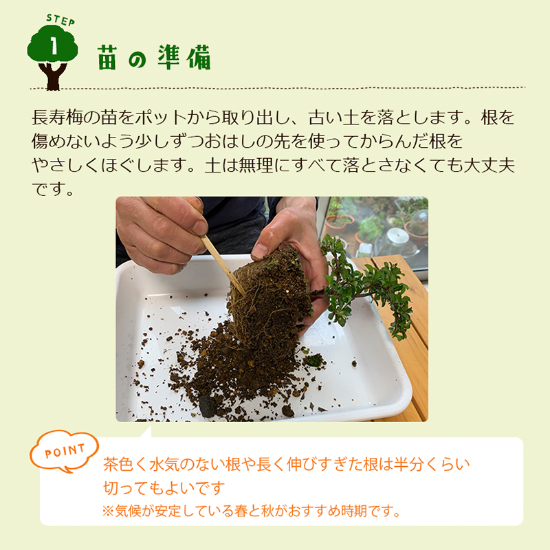 盆栽キット