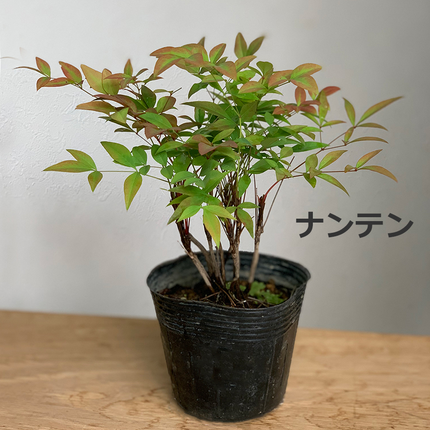 盆栽キット