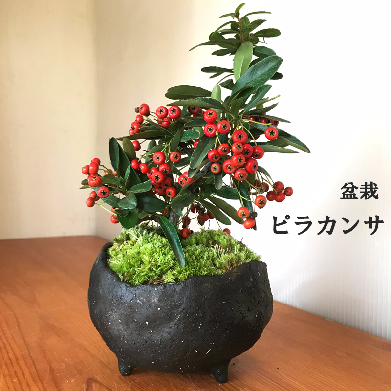 盆栽 現在実なし ピラカンサ 盆栽鉢 真山茜 炭化焼締鉢 益子 花