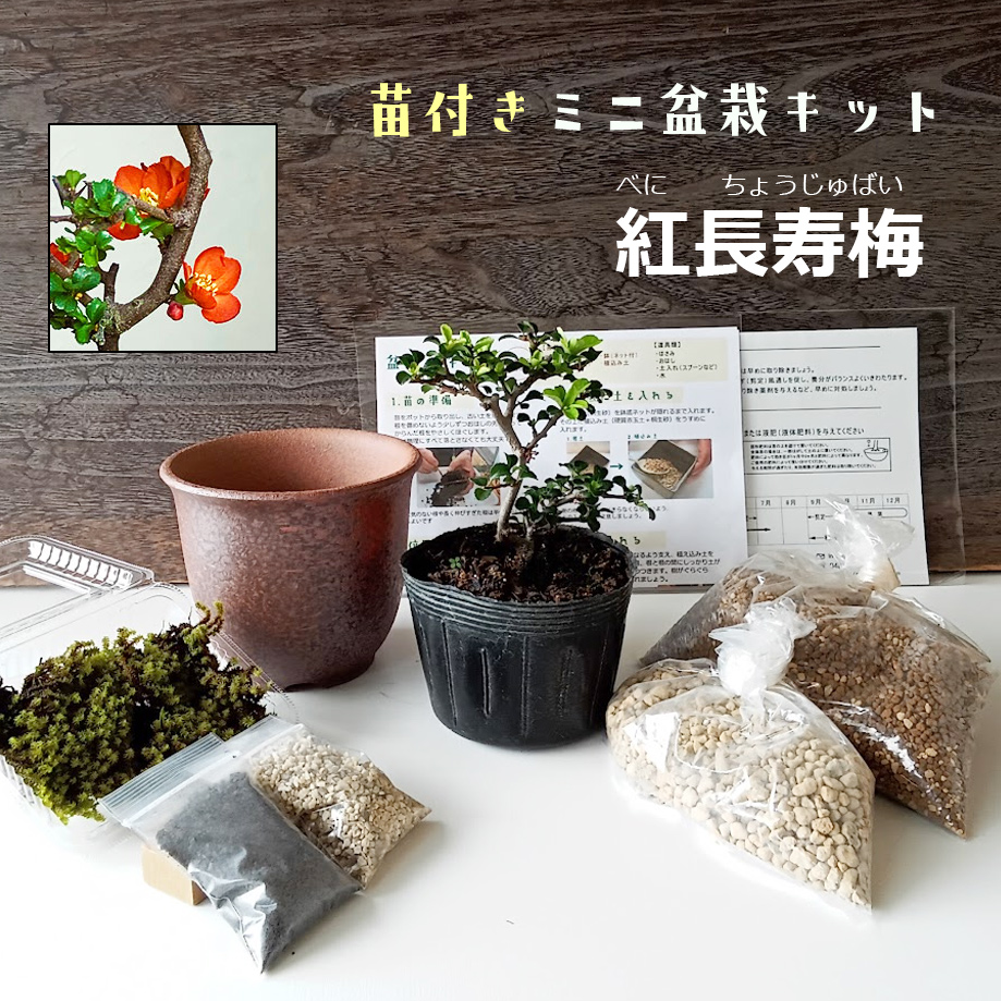 盆栽キット