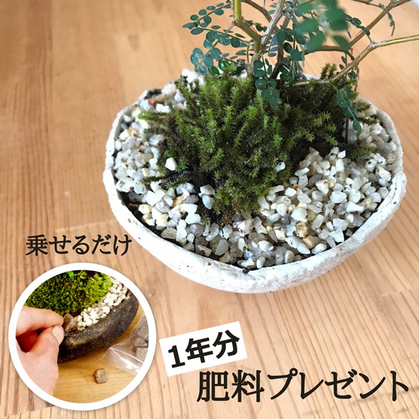 長寿梅