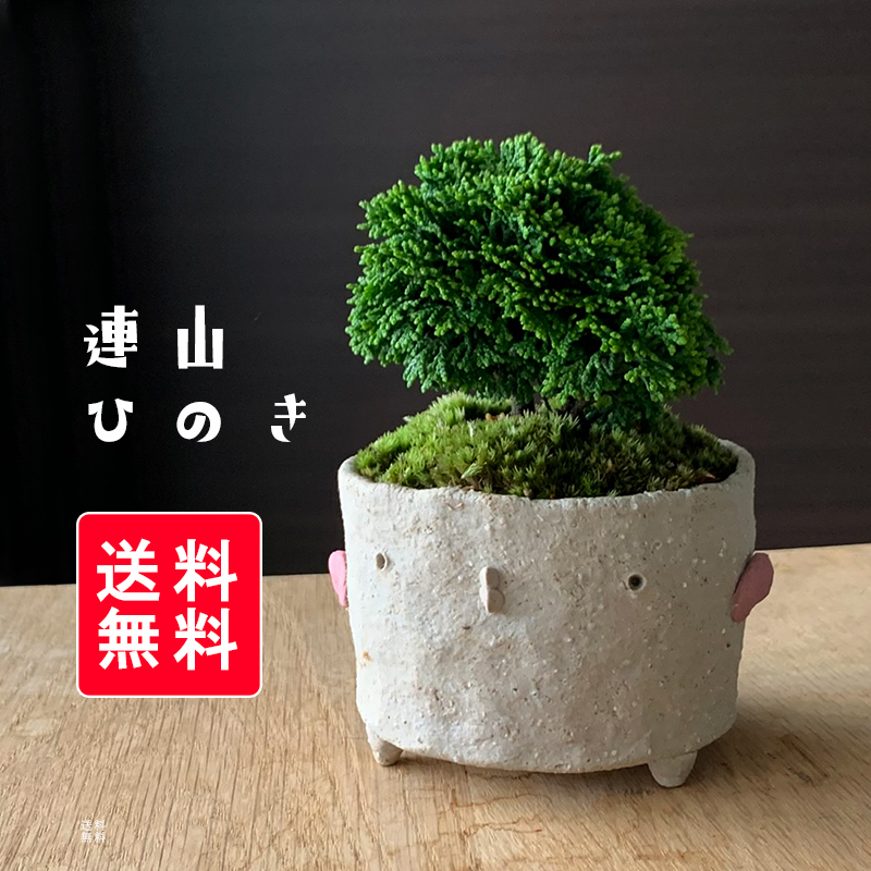 ミニ盆栽 小品盆栽 植え替え 植え込み 用土 鉢底土 ヤマゴケ 肥料