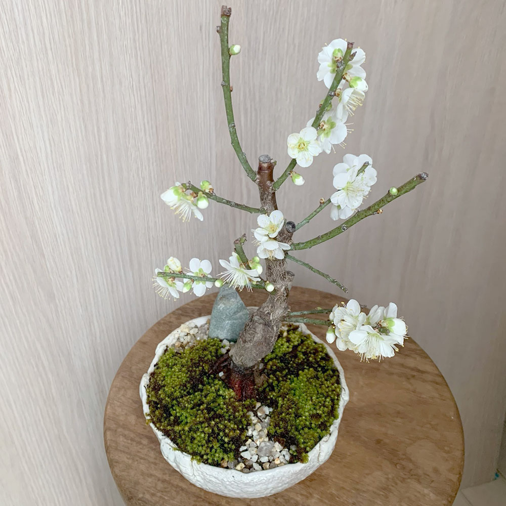 白梅盆栽 万古白深鉢 盆栽 ぼんさい ボンサイ bonsai bonsaiart ミニ