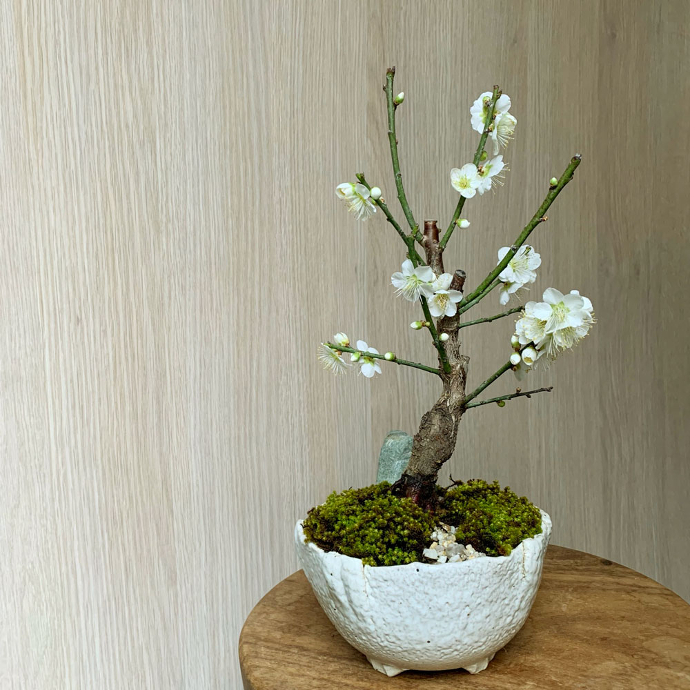 白梅盆栽 万古白深鉢 盆栽 ぼんさい ボンサイ bonsai bonsaiart ミニ