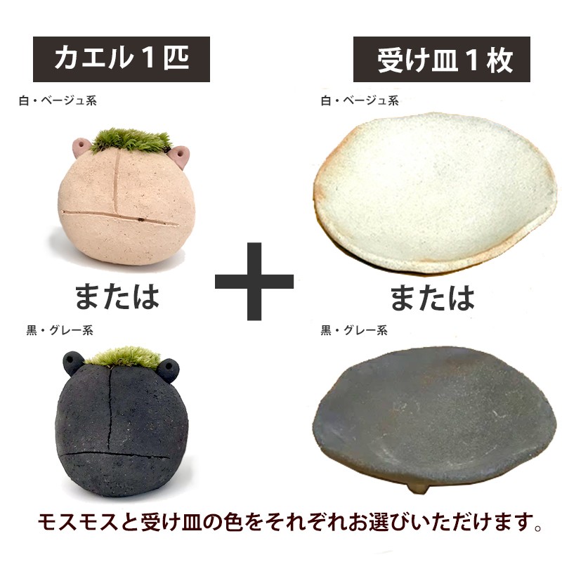 コケテラリウム モスモス