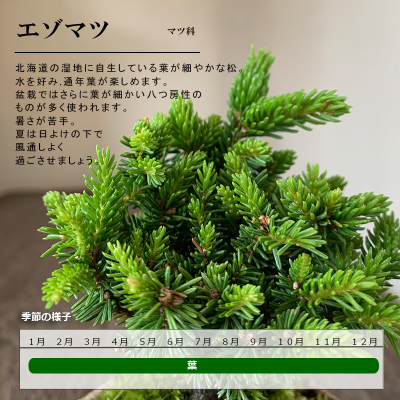 盆栽 エゾマツ 蝦夷松 鉢 真山茜 細やかな葉 一年中葉が楽しめる 盆栽 エゾマツ 蝦夷松 鉢 真山茜 細やかな葉 一年中葉が楽しめる
