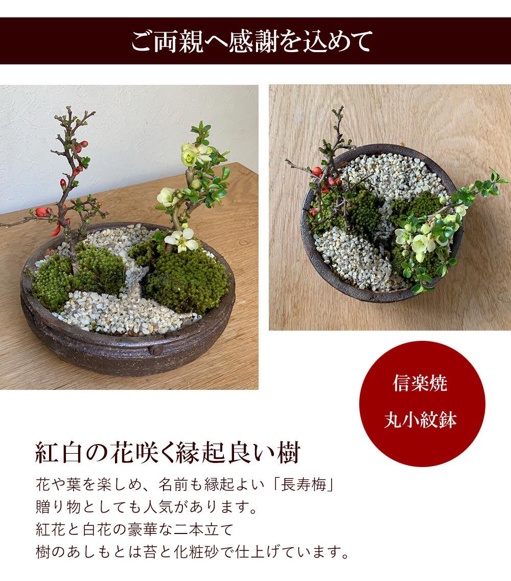 紅白長寿梅