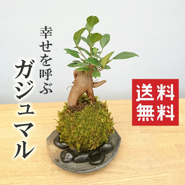 苔玉 盆栽 送料無料 幸せをよぶ樹 ガジュマルの苔玉 器セット Kokedama016s みどり屋 和草 にこぐさ 通販 Yahoo ショッピング