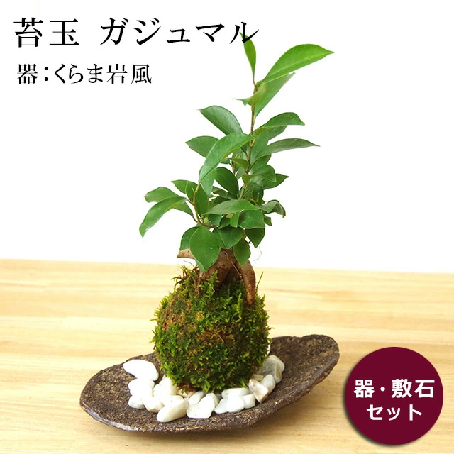 苔玉 盆栽 独特の樹形 人気 ガジュマル 苔玉 くらま岩器セット 苔玉 こけだま コケダマ : kokedama018 : みどり屋 和草(にこぐさ)  - 通販 - Yahoo!ショッピング