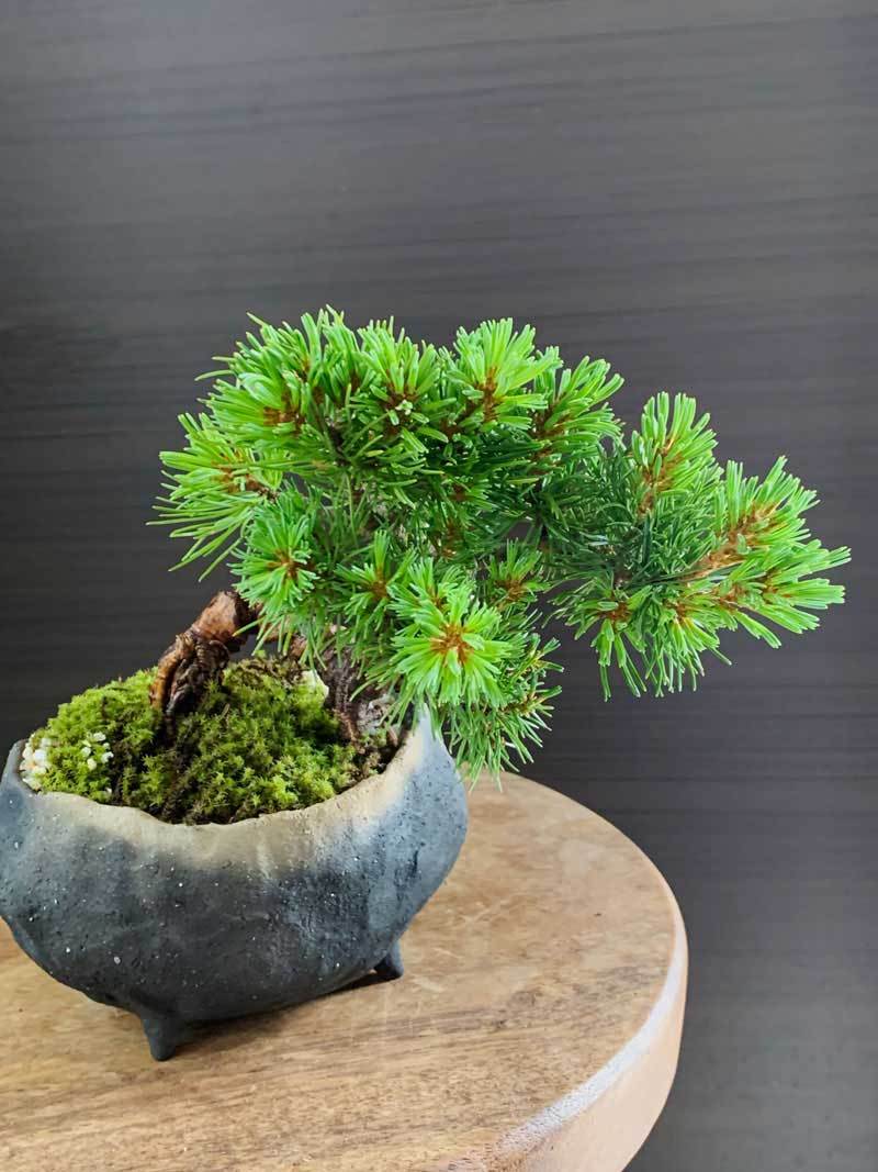 盆栽 五葉松 ゴヨウマツ ヒマコメツ 真山茜 炭化焼き締め鉢 ミニ