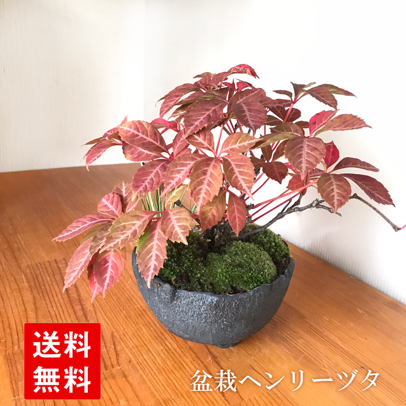 盆栽 ヘンリーヅタ 紅葉する盆栽 万古黒深鉢 bonsai 送料無料 四季折々
