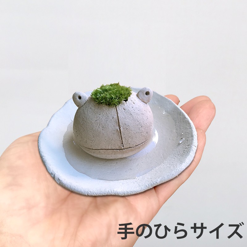 コケテラリウム モスモス
