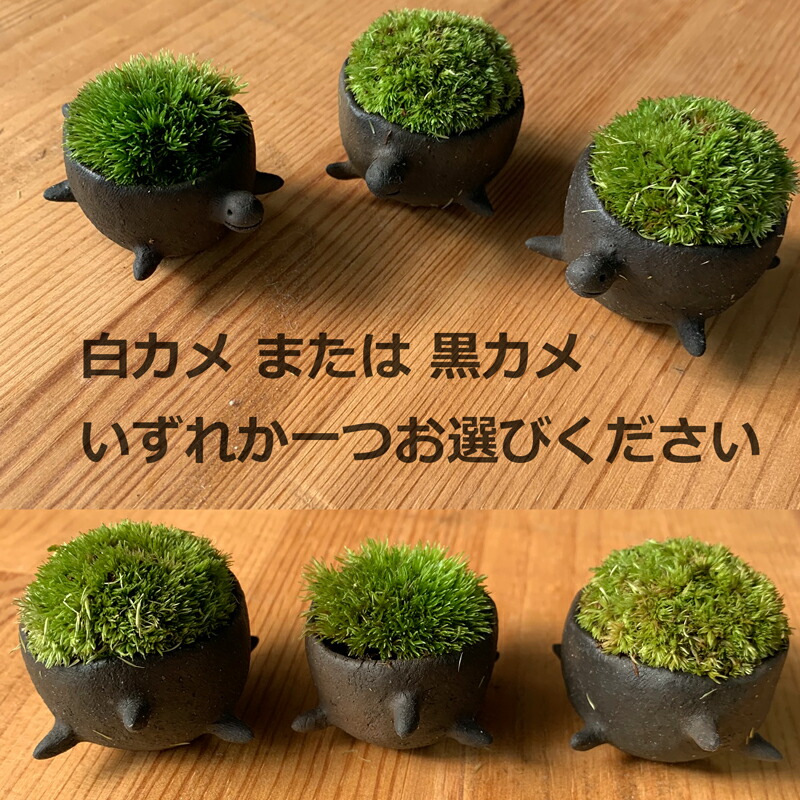 コケテラリウム モスモス