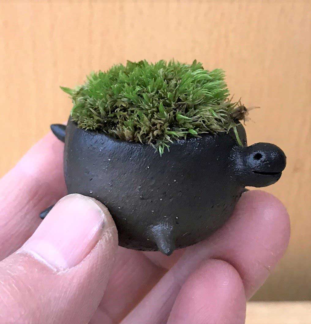 コケテラリウム モスモス