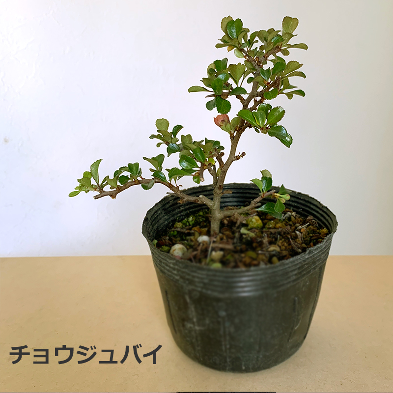盆栽キット