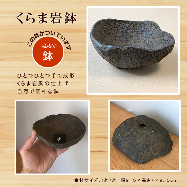 盆栽キット