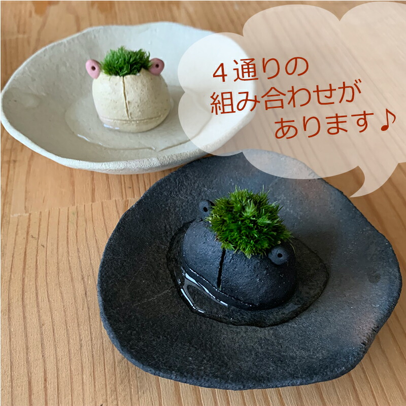 コケテラリウム モスモス