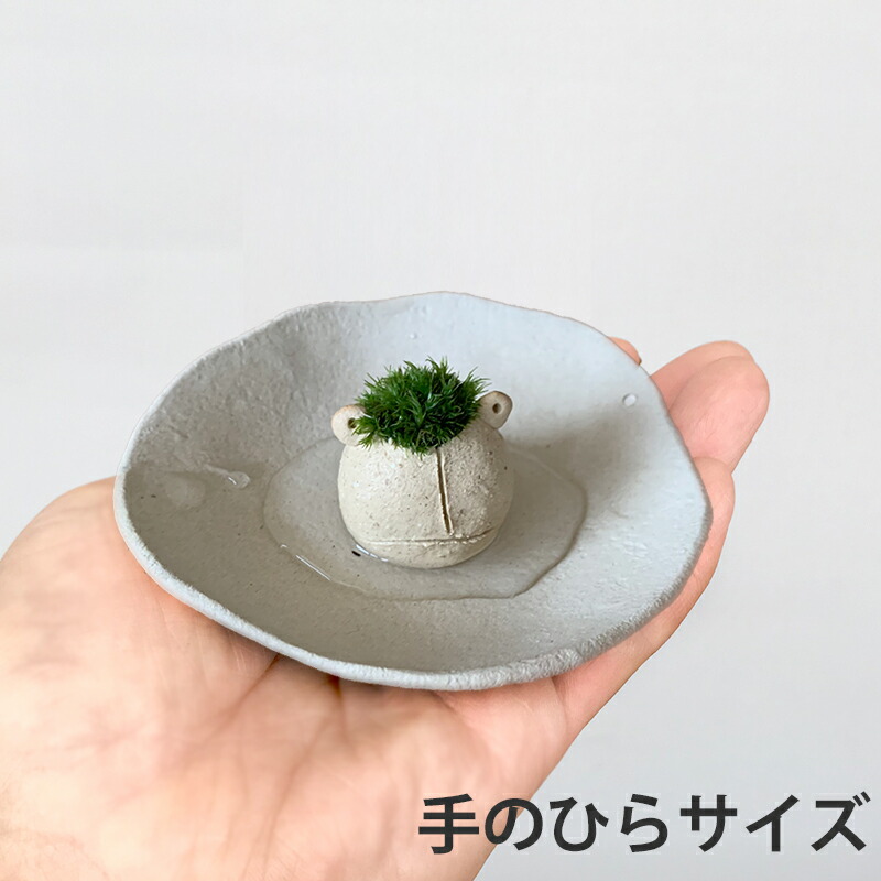 コケテラリウム モスモス