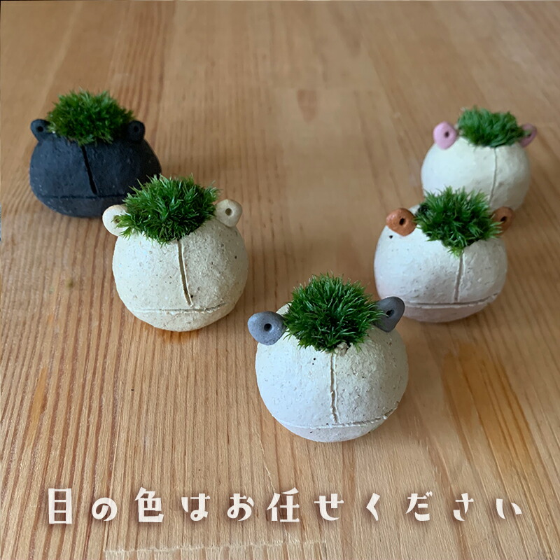 モスコ子カエル　真山茜