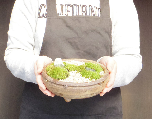 苔（植物）