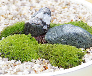 天然苔 bonsai 雨に濡れた苔はやっぱり嬉しそうに見えません？ #moss #bonsai