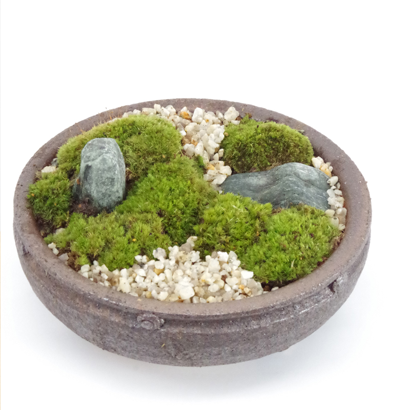 苔（植物）