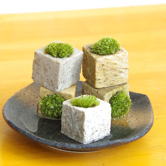 苔キューブ