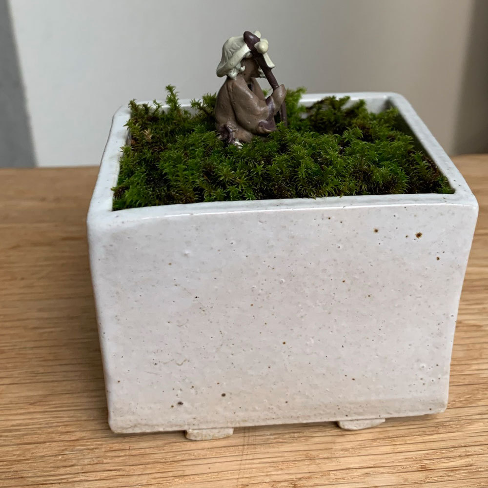 苔盆