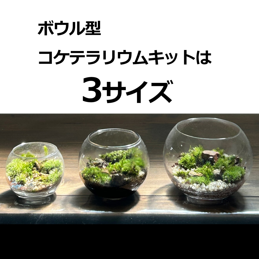 コケテラリウム 作成キット フタつき ボウル Lサイズ コケテラリウムの
