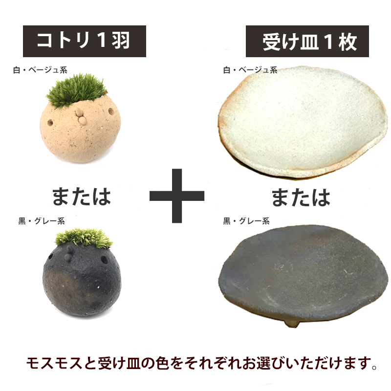 コケテラリウム モスモス