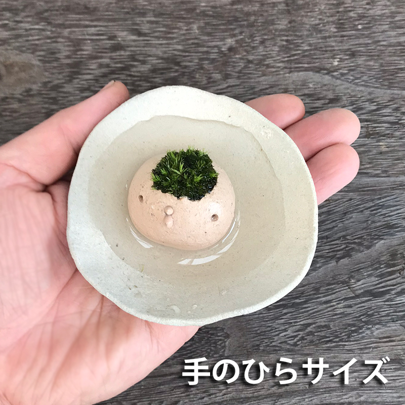 コケテラリウム モスモス