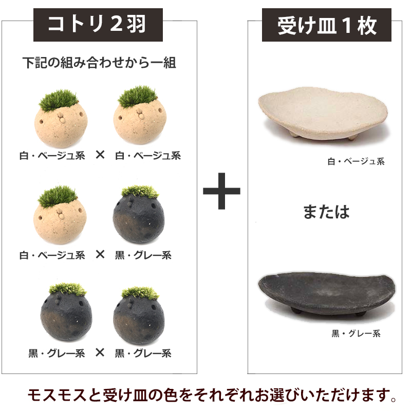 コケテラリウム モスモス
