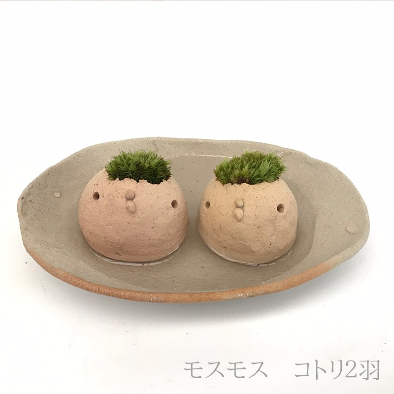 コケテラリウム モスモス