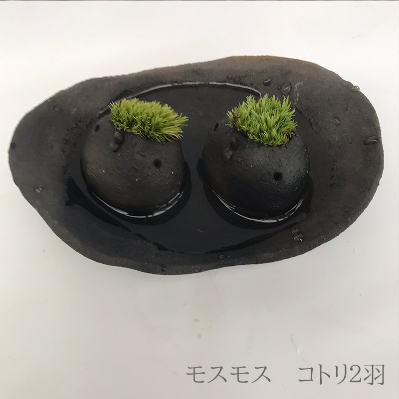 コケテラリウム モスモス