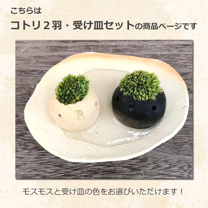 コケテラリウム モスモス