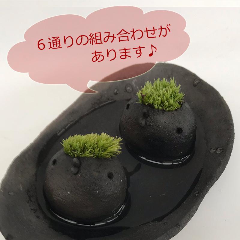 コケテラリウム 組み合わせ