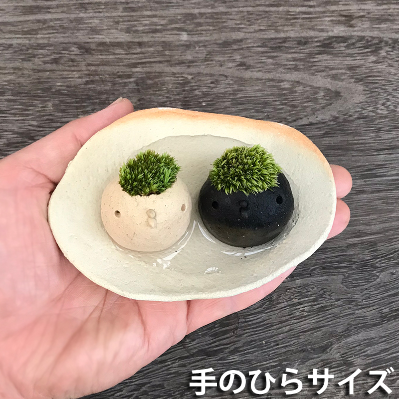 コケテラリウム モスモス