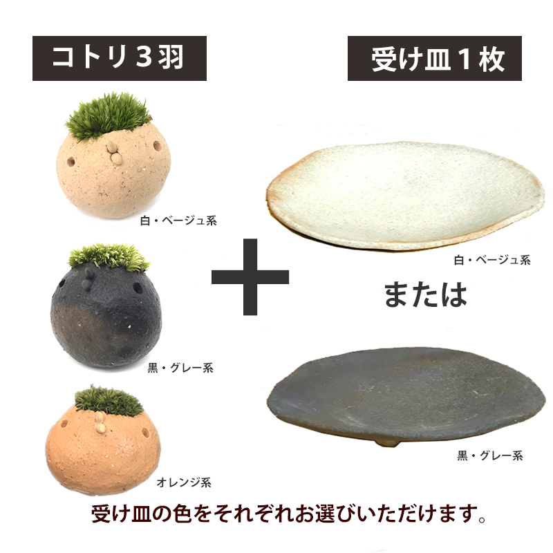 コケテラリウム モスモス