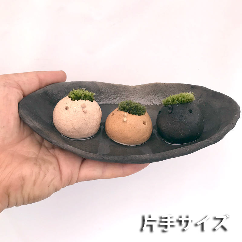 コケテラリウム モスモス